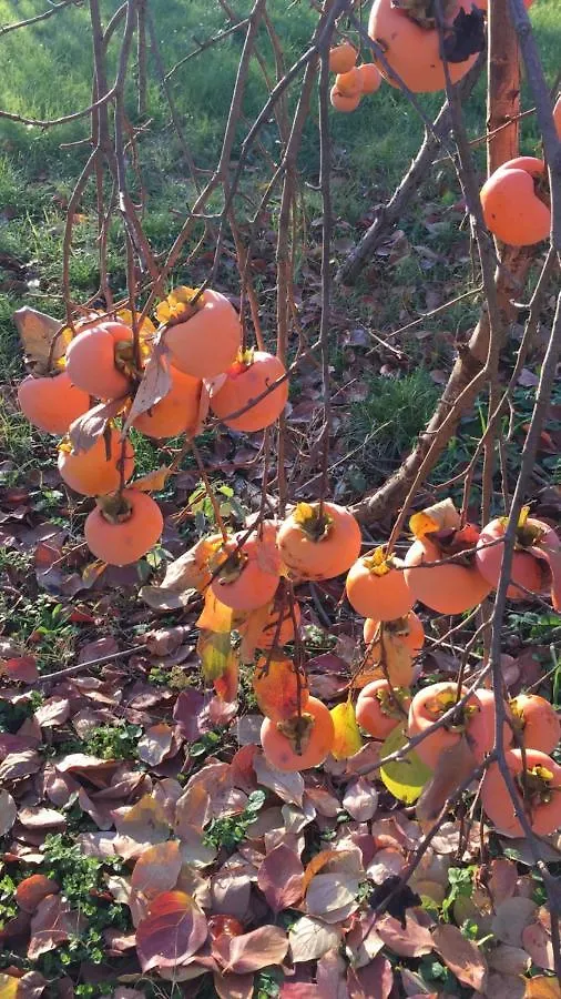 Poviglio  B&B Il Moro Selvatico Poviglio (Reggio Emilia)